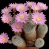 Echinocereus_lauii